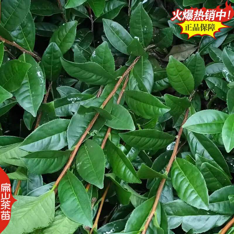 浙农117茶苗鸠坑早茶苗玉露桂茶树苗早茶春茶叶苗批发30CM