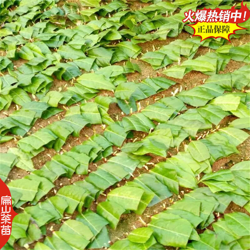 浙农117茶苗鸠坑早茶苗玉露桂茶树苗早茶春茶叶苗批发30CM