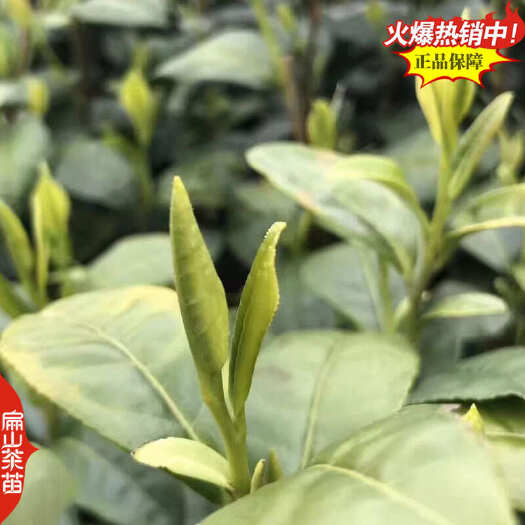 永嘉县浙江奶白茶苗保健茶叶苗龙井绿茶批发当年1-2-3年生大小杯苗