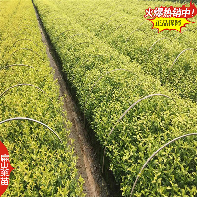 浙农117茶苗鸠坑早茶苗玉露桂茶树苗早茶春茶叶苗批发30CM