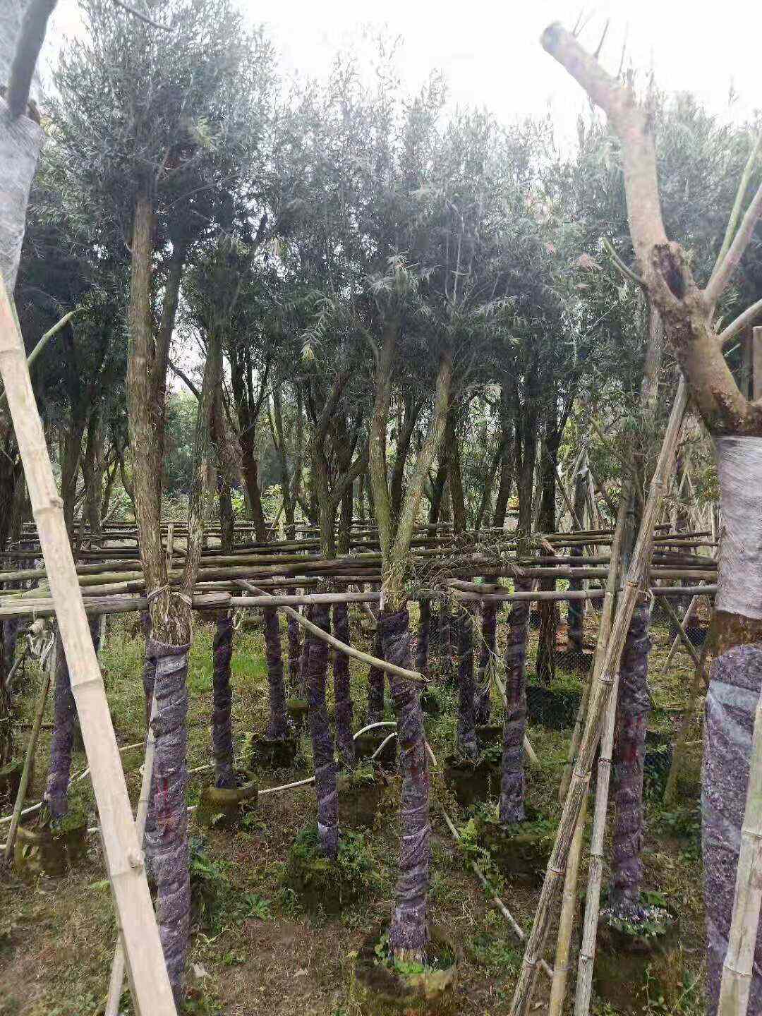串钱柳10分袋苗