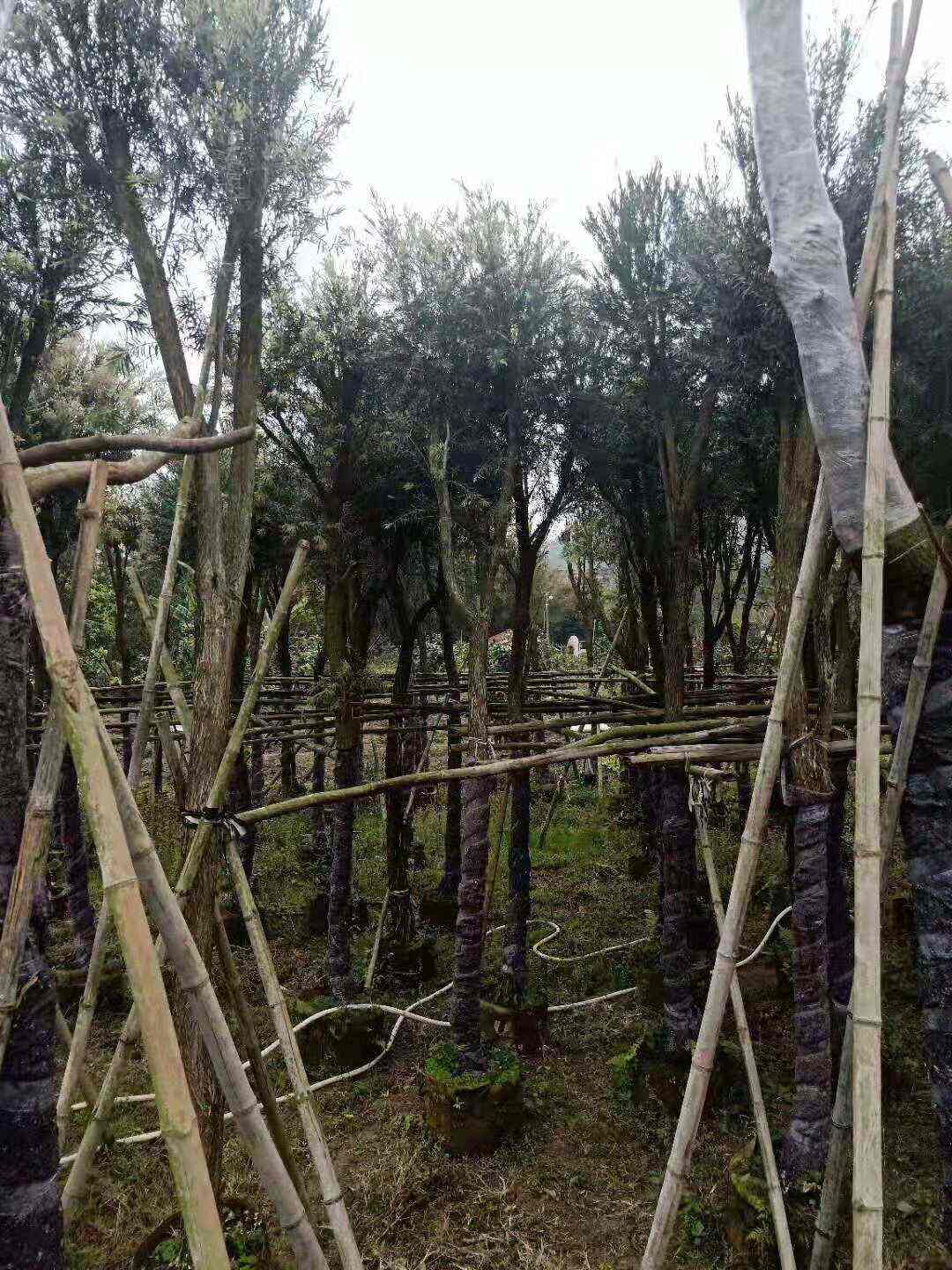 串钱柳10分袋苗