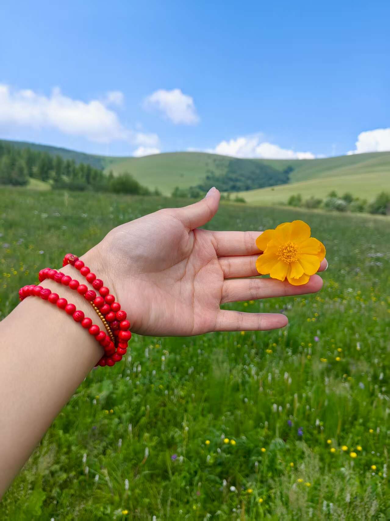 金莲花干花【产地直供】一手货源