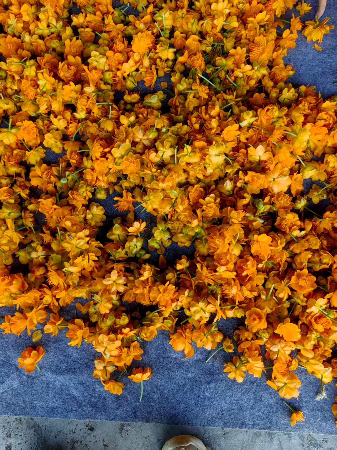 金莲花干花【产地直供】一手货源