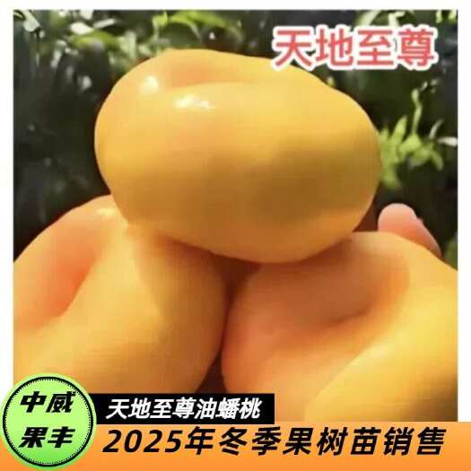 平顶山天地至zun中旬成熟大果型清脆浓甜玫瑰香味自花结实挂树期长