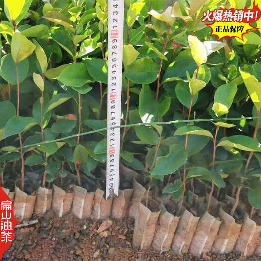 上杭县湖南(长林 软枝 香花)江西抗耐寒矮化高产良种油茶苗品种