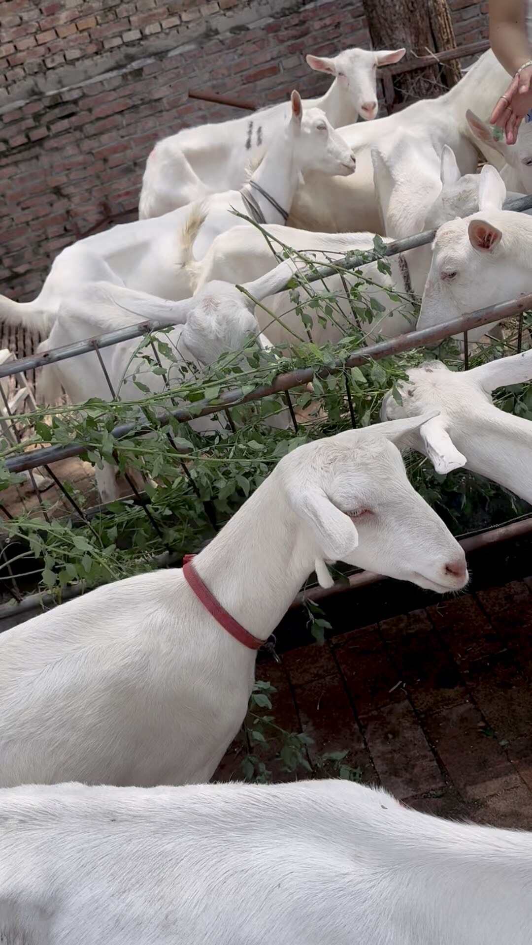 现有一批健康的奶山羊待售。