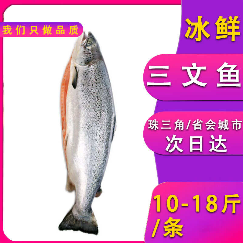 冰鲜挪威三文鱼整条大西洋鲑鱼海鱼刺身日料食材
