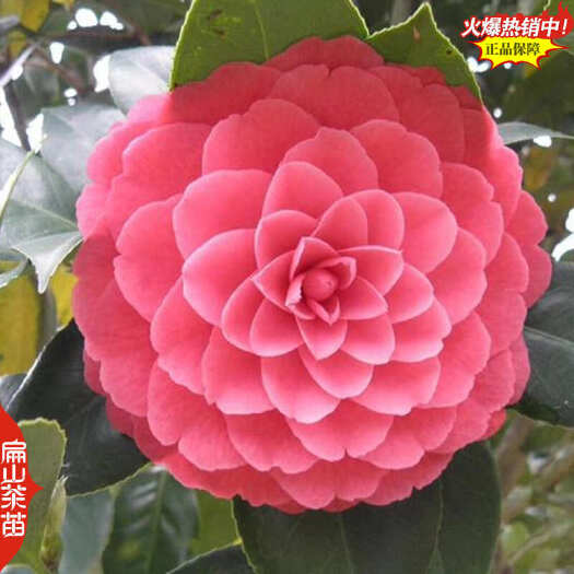 上杭县福建一树多色茶花苗 红底白边 暗红色 紫色紫红色茶树苗培育