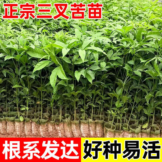 广西正宗三叉苦树苗三桠苦三丫苦中药材苗种子杯苗鸡骨树带土带叶