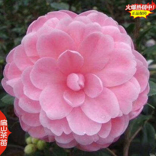 南靖县福建扁山茶花苗培育的品种 大红粉红纯白黄色黑色四季单季开花2