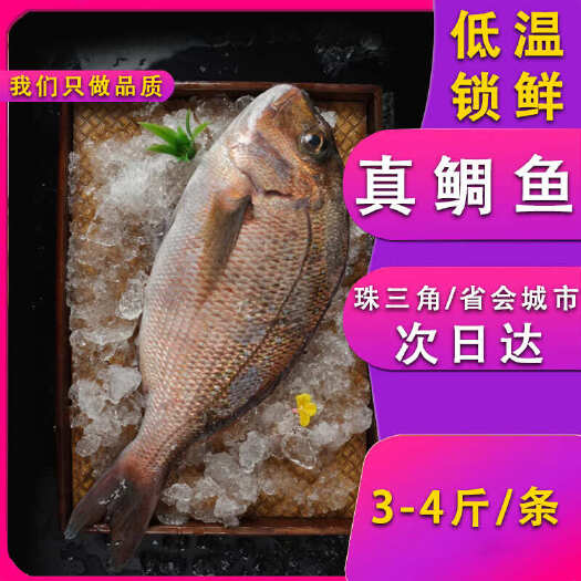 广州新鲜真鲷鱼加吉鱼寿司刺身鲷鱼