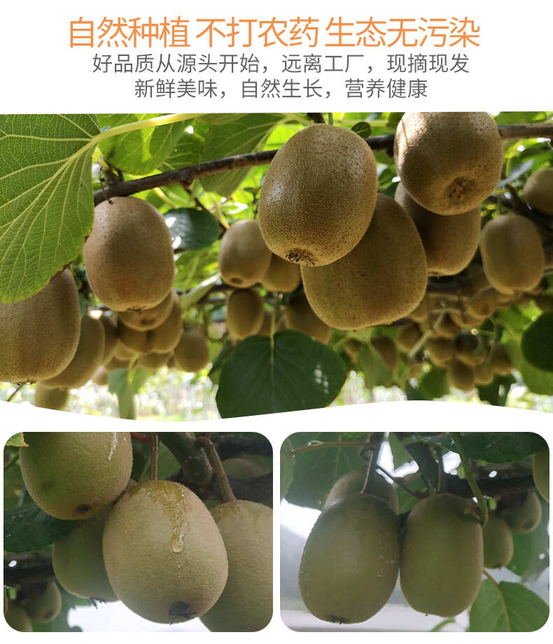 现货一件代发四川蒲江黄心猕猴桃奇异果当季时令水果供电商