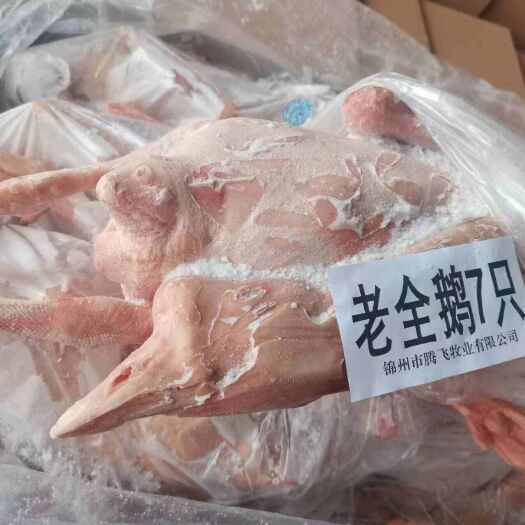 义县双立老鹅A 老7