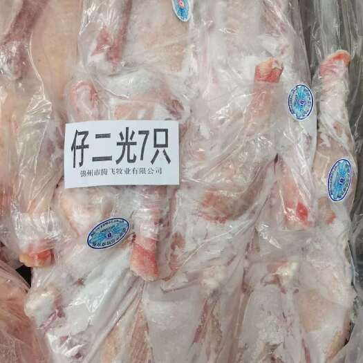 义县仔鹅二光 7只