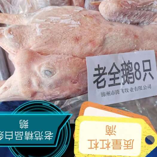义县大帮老鹅净膛8只