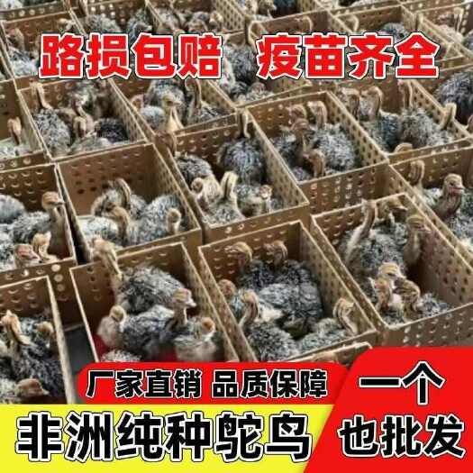 纯种非洲鸵鸟幼苗鸵鸟苗幼崽活一公一母脱温家养小苗可食用