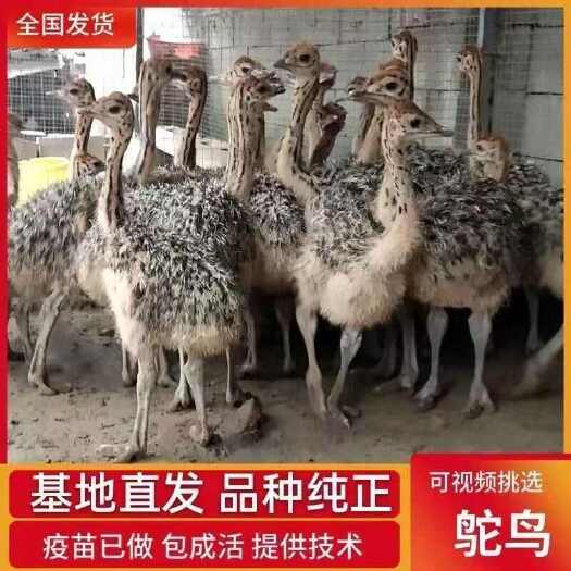 非洲鸵鸟幼苗宠物幼崽疫苗齐全健康活泼好养活现货鸵鸟苗