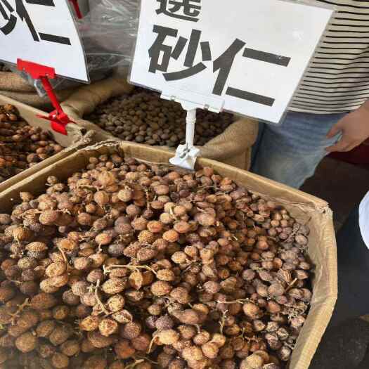砂仁中药材 500g克 沙仁茶毛砂仁香砂仁  阳春正