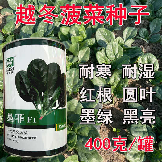 济南越冬菠菜种子墨菲红根圆叶400克大田基地墨绿