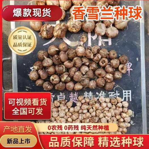 凌源市香雪兰种球园林绿化盆栽地栽繁育能力强