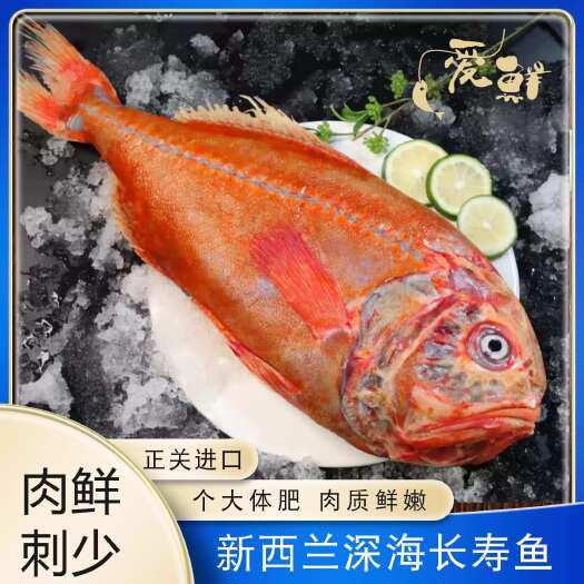新西兰长寿鱼 橙鲷鱼 船冻锁鲜 星级酒店围餐 整箱批发