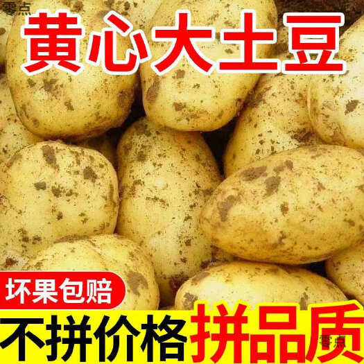 肥城市山东肥城黄心土豆  ，荷兰十五，V7