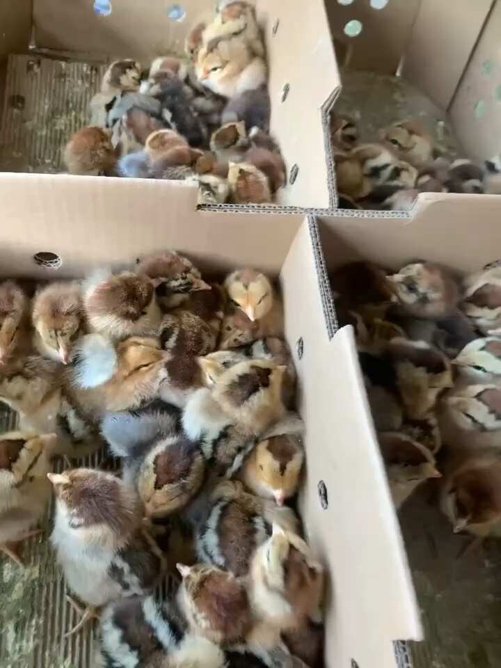 南宁青脚 土鸡苗/草鸡苗/笨鸡苗/柴鸡苗 适合散养放养