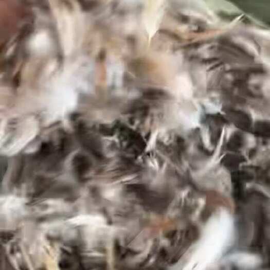 长期出售全手拔灰鸭毛 全毛