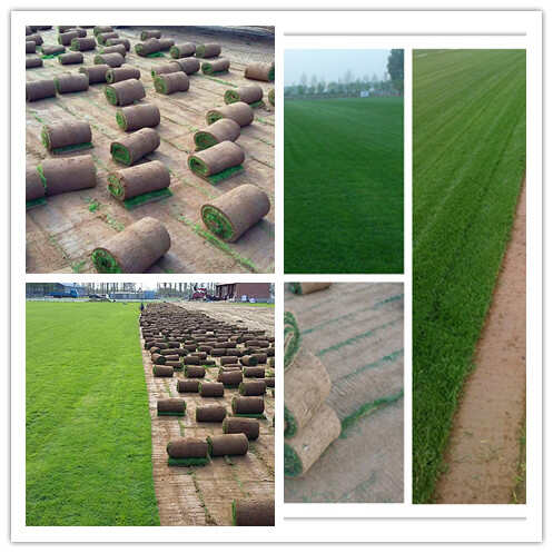 昌平绿化草坪价格顺义公园草皮批发怀柔卖草皮厂家