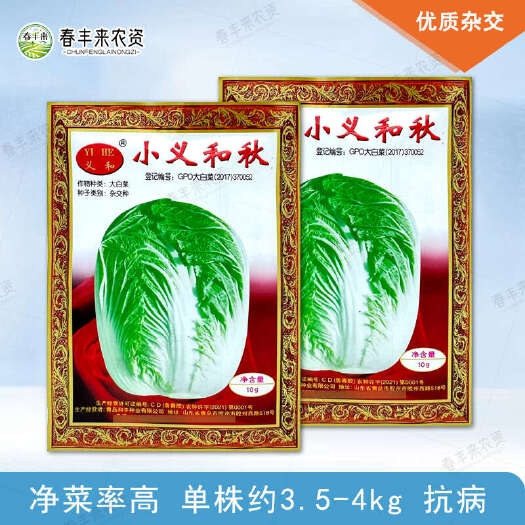 临沂小义和秋白菜种籽绿色山东白菜种子秋播冬储蔬菜秋季胶州净菜率高