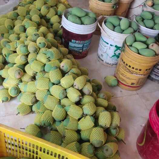 百色台农芒 产地直供《电商，微商》量大产地价，走量