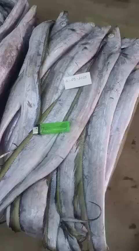 印尼船冻带鱼，规格300克以上，通货