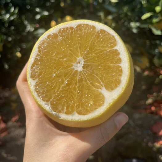 黄金葡萄柚果苗，甜葡萄柚树苗，葡萄柚苗基地批发，价格便宜