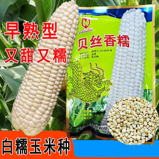 贵阳贝丝香糯玉米种子