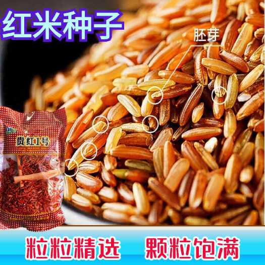常规稻红米种子贵红1号水稻种子可留种