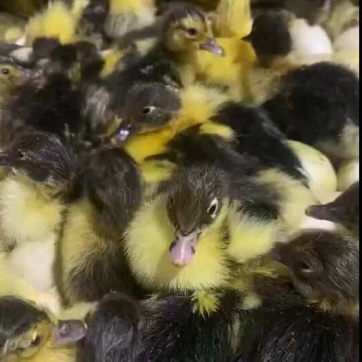 黑番鸭苗 黑番鸭公母苗 做好疫苗包运输