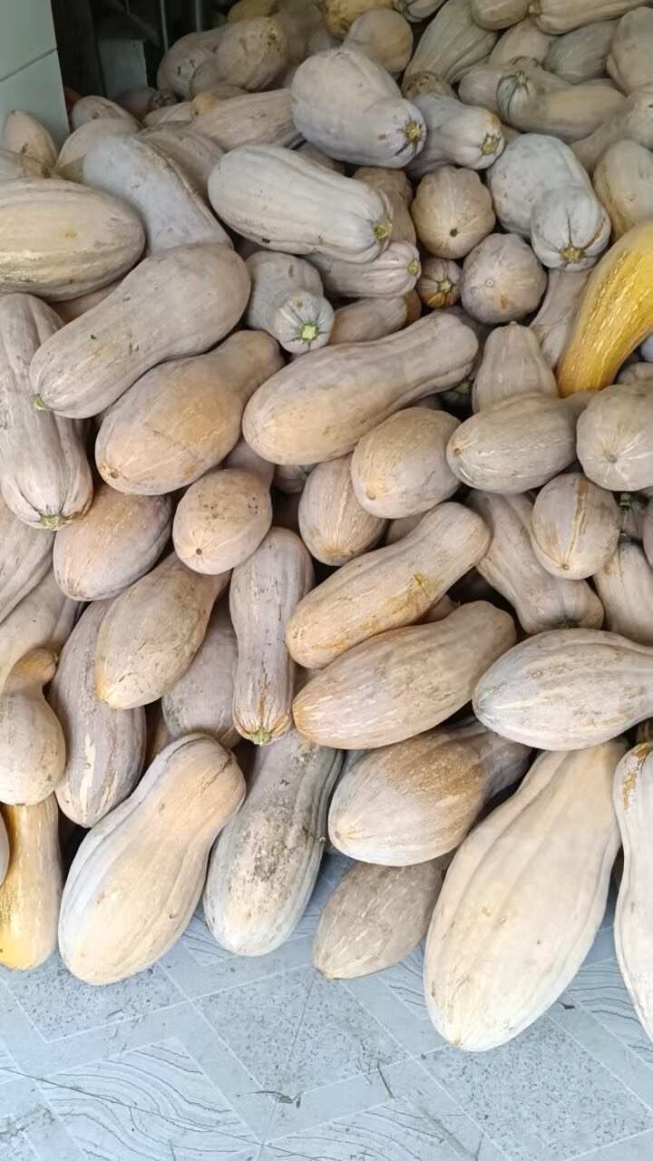 蜜本南瓜
