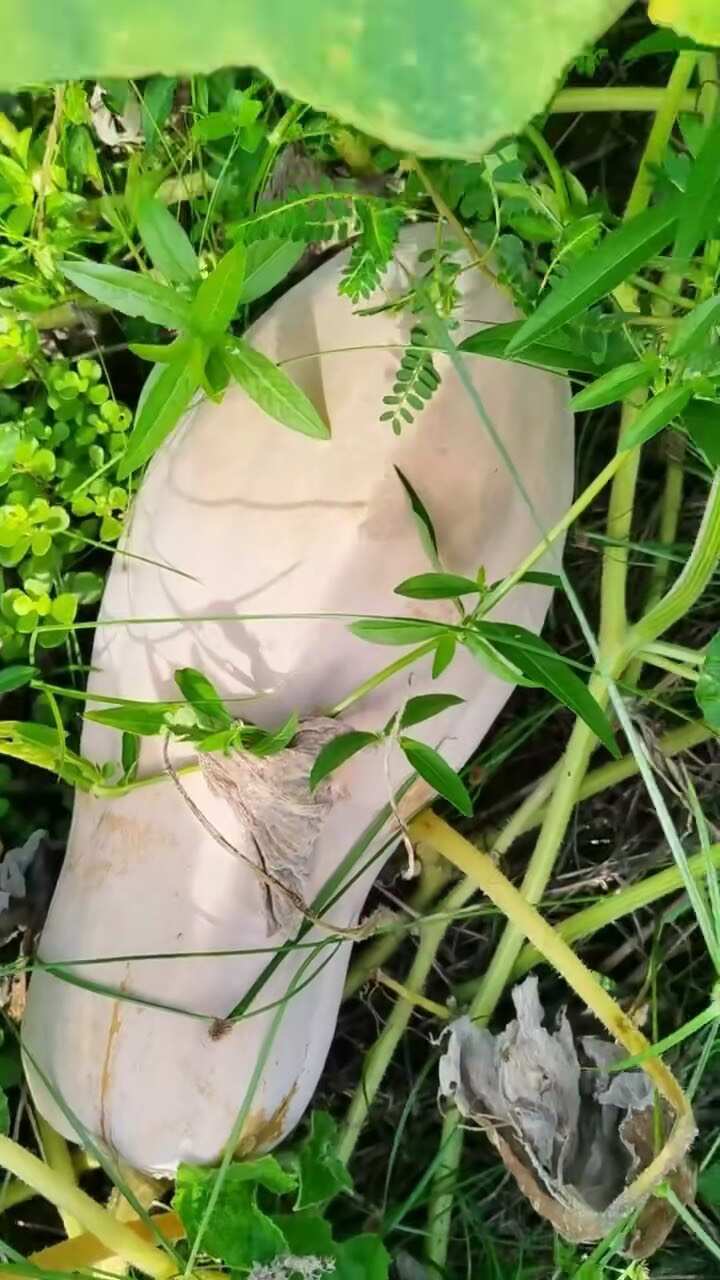 蜜本南瓜
