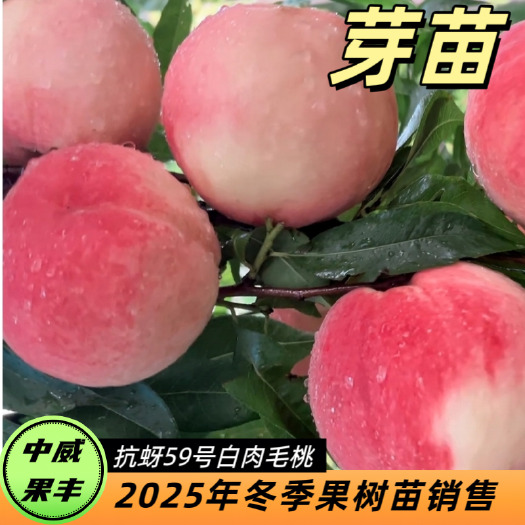 平顶山中威抗芽59号毛桃芽苗（超甜毛桃不见毛）6月中旬成熟 抗蚜虫