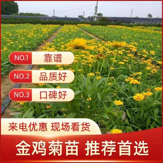 金鸡菊苗，大花金鸡菊，基地直发，品质好