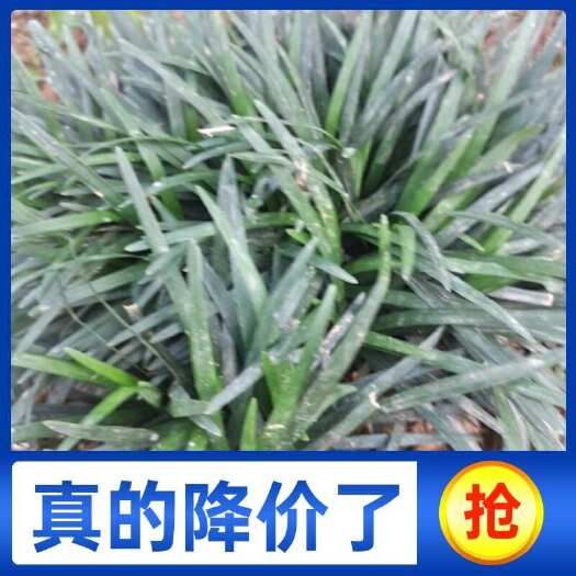 长沙小叶麦冬，基地批发，零售价格，来电优惠