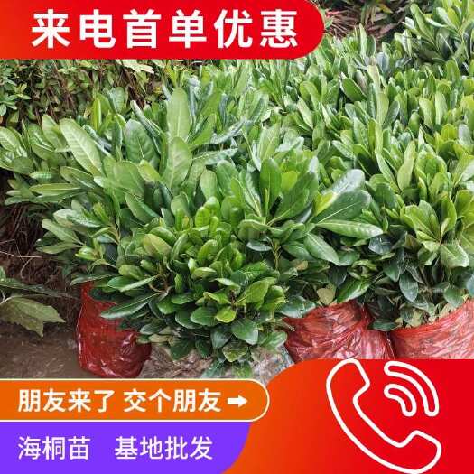 海桐苗，基地批发，首单来电优惠