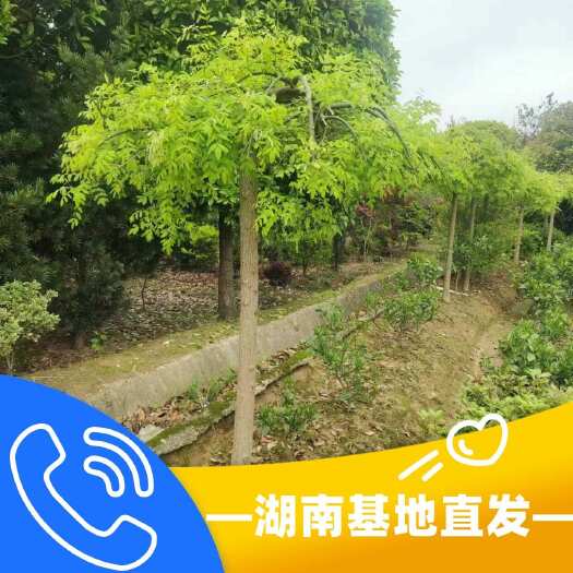 龙爪槐，基地批发，零售，品质好价格便宜
