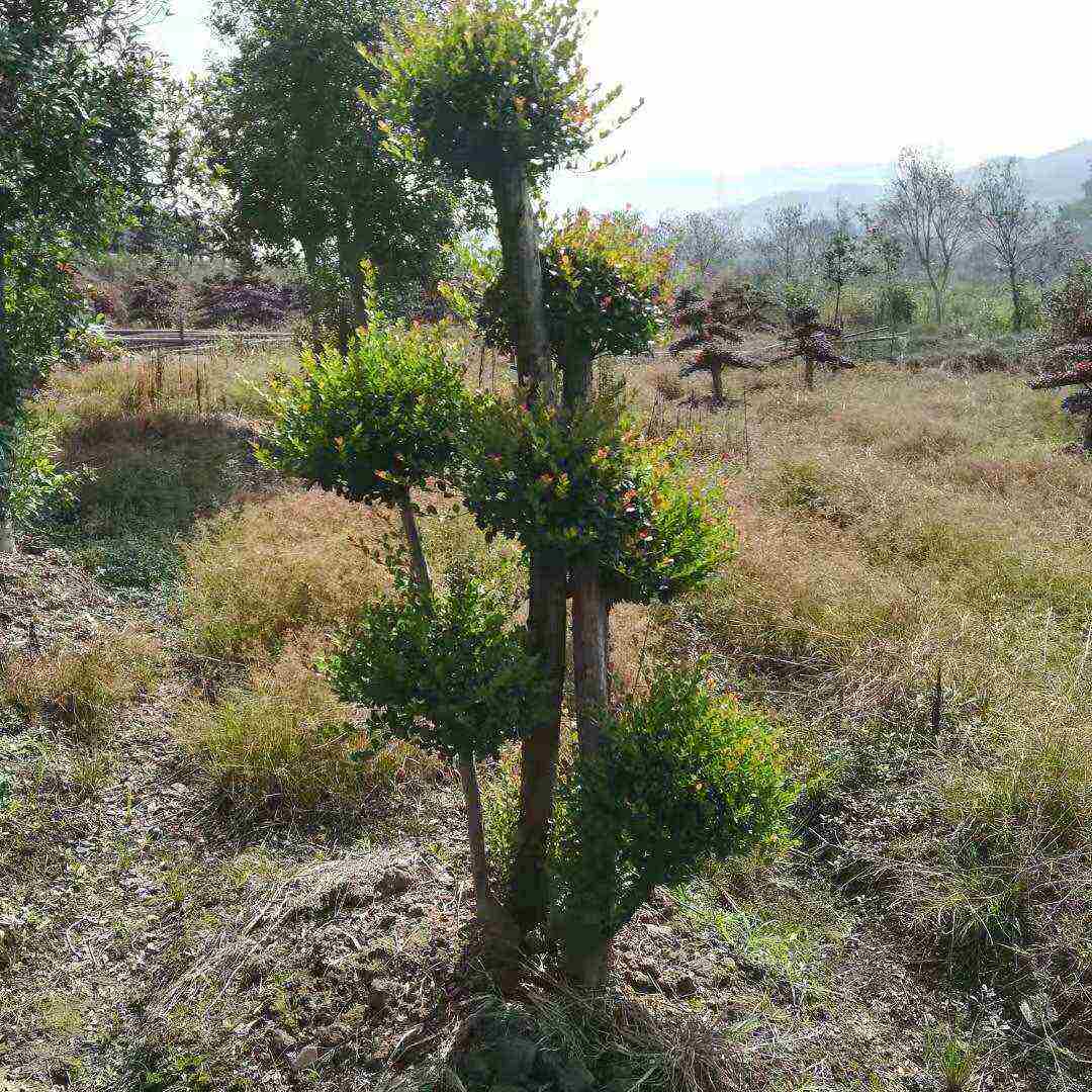 赤楠，小米楠，造型桩景观，植物高大威武，基地直供