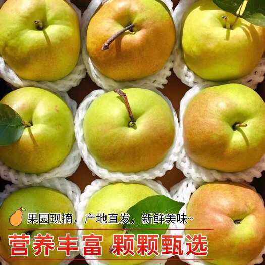 临猗县山西丹霞红梨4.5斤营养丰富颗颗甄选水润多汁细腻无渣