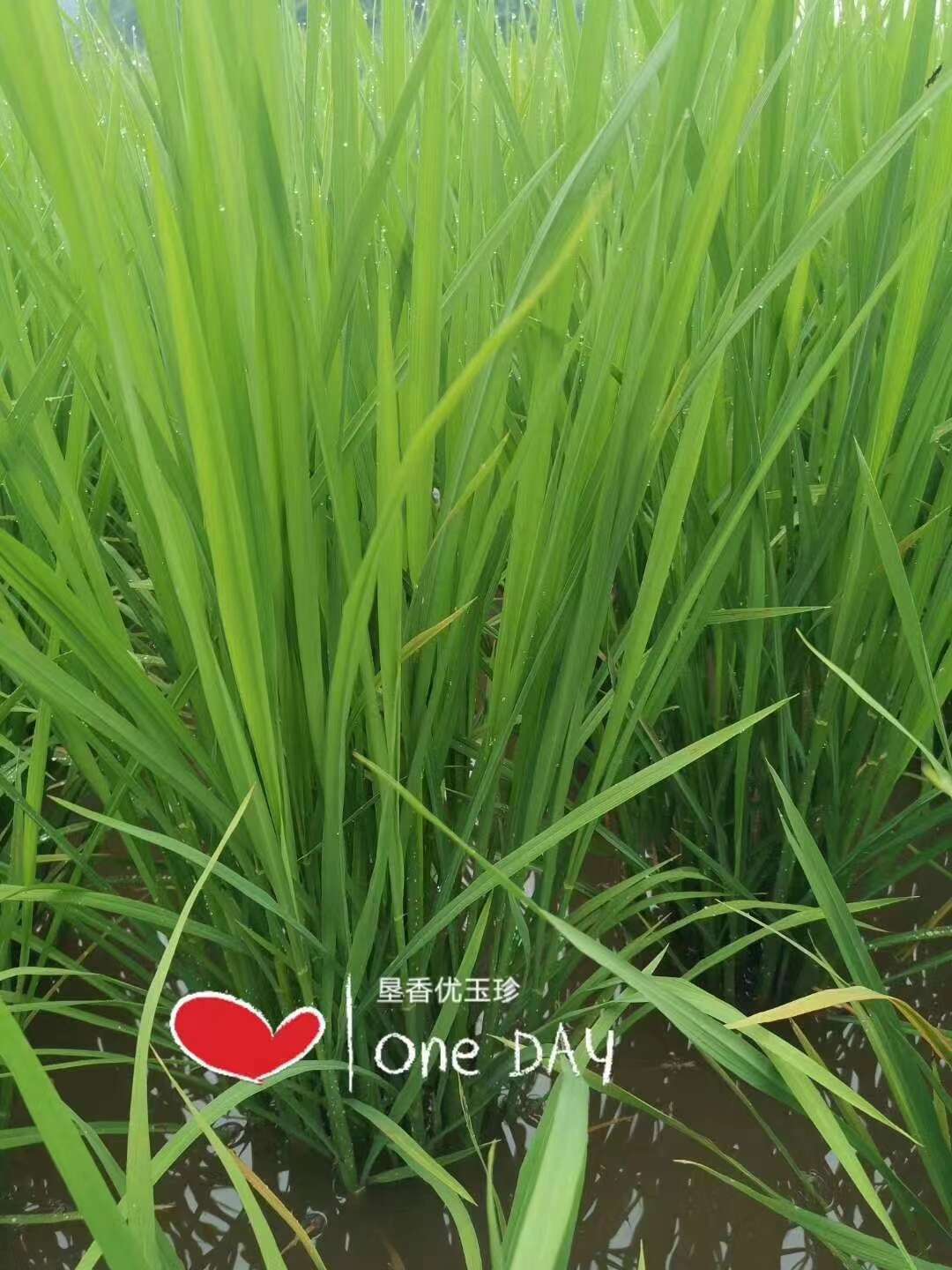 垦香优玉珍国标二级水稻种子