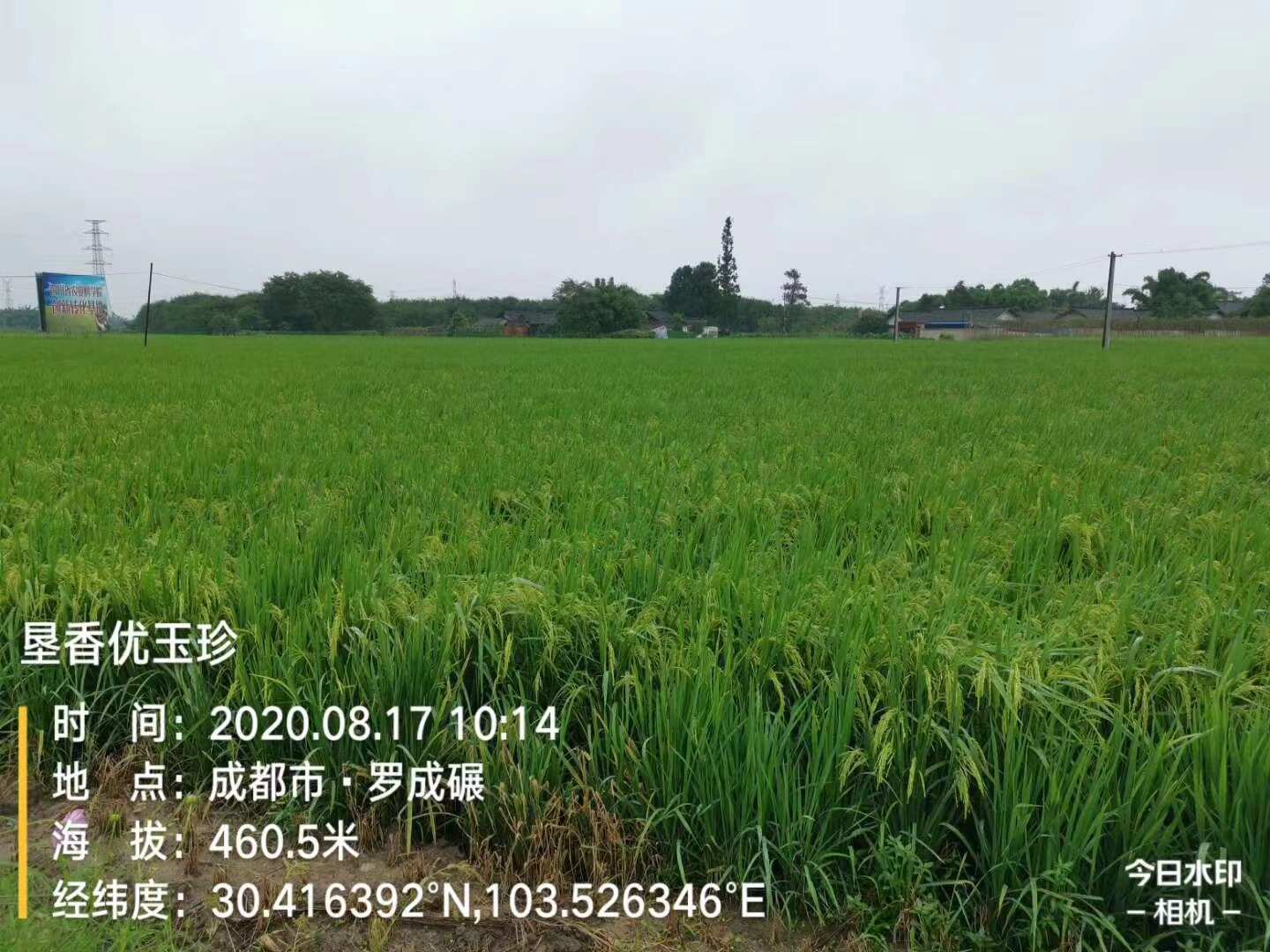 垦香优玉珍国标二级水稻种子
