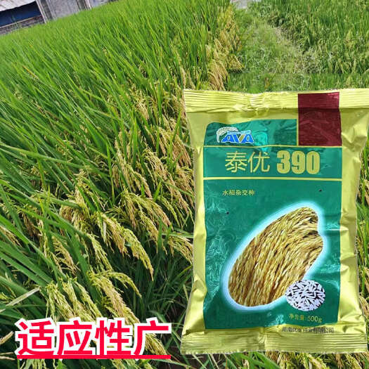 泰优390国标三级水稻种子