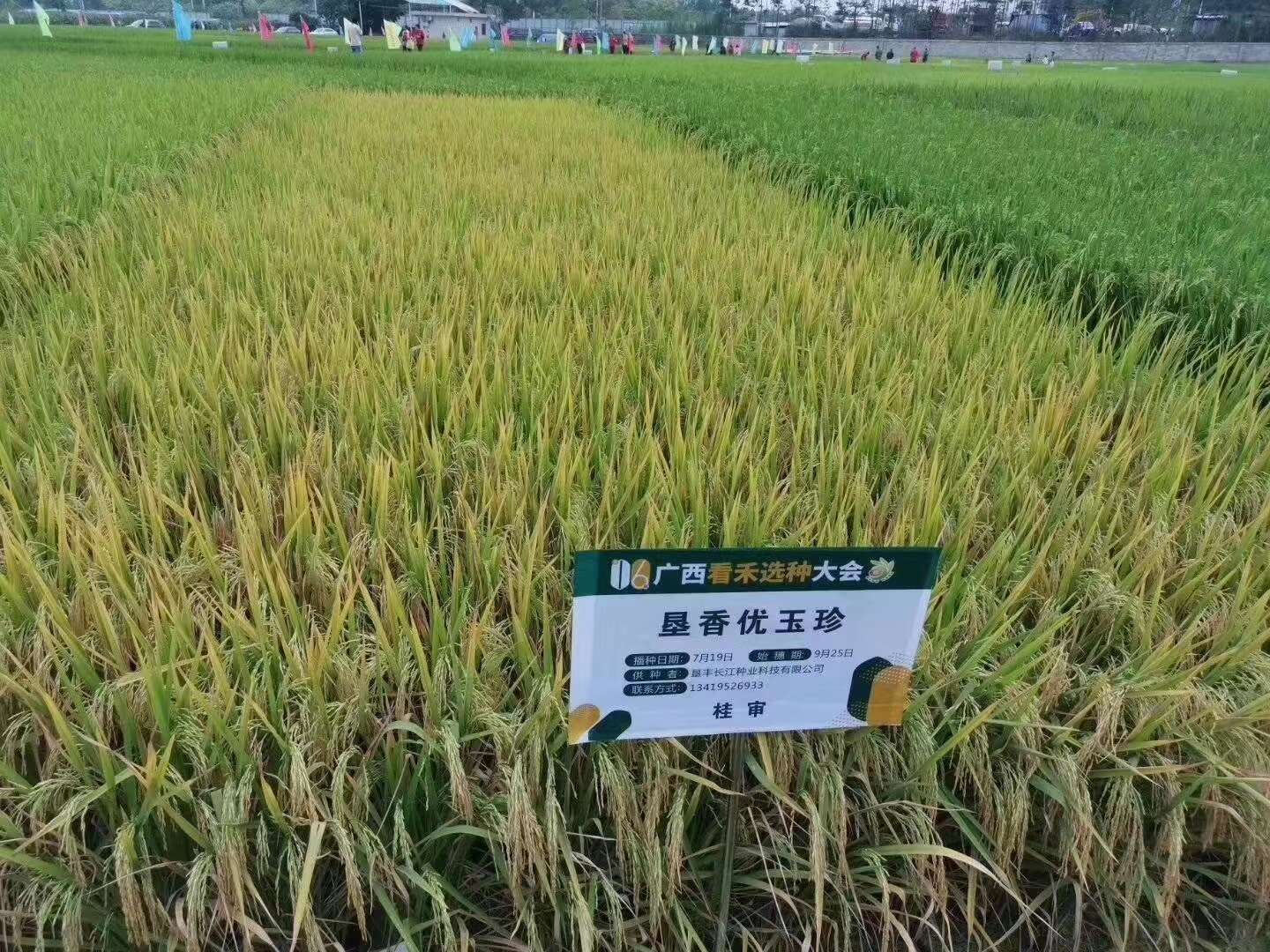 垦香优玉珍国标二级水稻种子